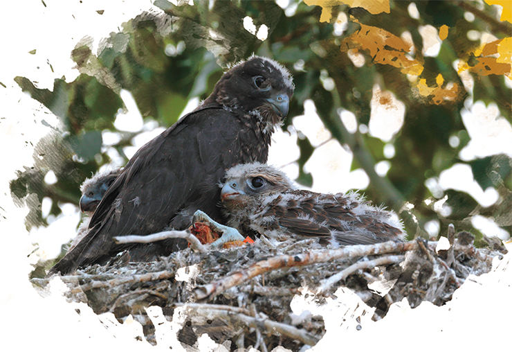 In mixed falcon families, supplementary feeding enabled much higher survival rate of the young than in the neighboring pairs not participating in the project. The photos show foster falcon families with their own offspring and Altai fosterlings of different ages (about 26 to 37 days)