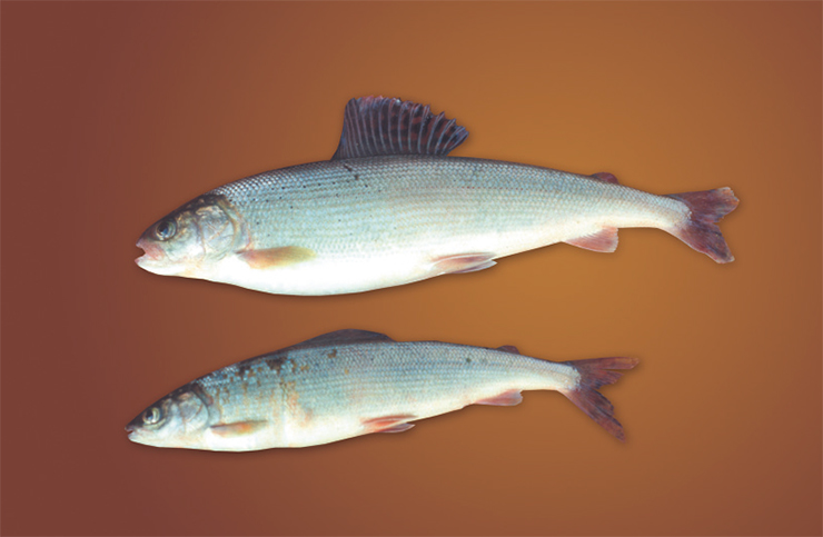 Белый байкальский хариус (T. brevipinnis) имеет широкое туловище, маленькую головку и мало похож на настоящего хариуса
