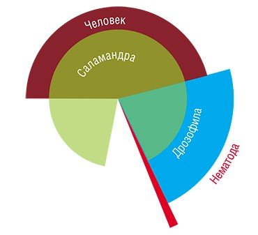 Доля прыгающих генов в геномах разных видов многоклеточных организмов 