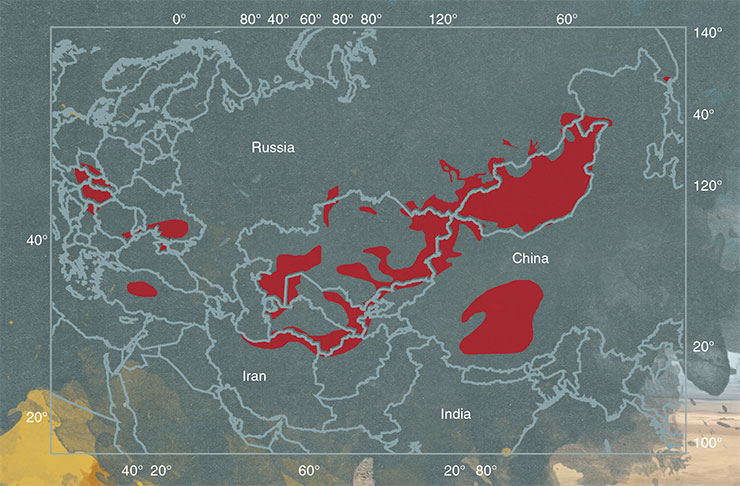 Saker falcon’s historical range has now contracted by more than half. The map is based on the data for 2015–2019