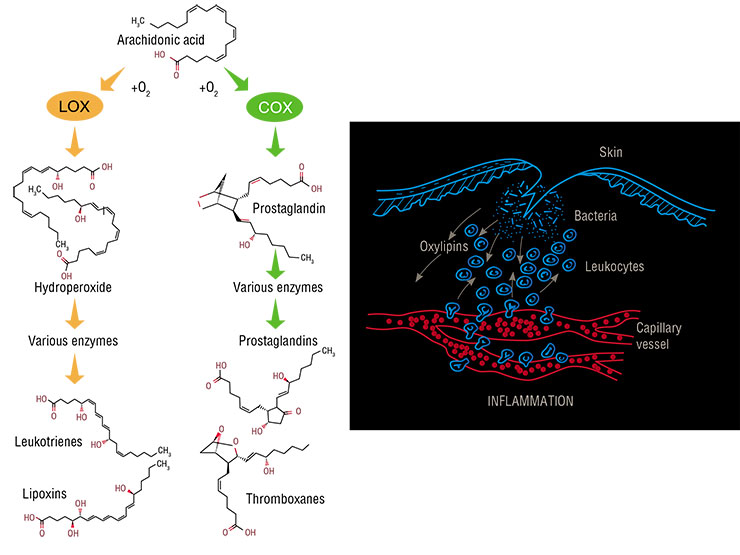 When a trauma or a pathogen invasion results in a tissue injury, animal cells start producing 20-carbon pro-inflammatory oxylipins – leukotrienes and prostaglandins – from arachidonic acid (top). Some of these molecules are synthesized using cyclooxygenase (COX) enzymes; the other part is synthesized using lipoxygenase (LOX) enzymes When a trauma or a pathogen invasion results in a tissue injury, animal cells start producing 20-carbon pro-inflammatory oxylipins – leukotrienes and prostaglandins – from arachidonic acid (top). Some of these molecules are synthesized using cyclooxygenase (COX) enzymes; the other part is synthesized using lipoxygenase (LOX) enzymes