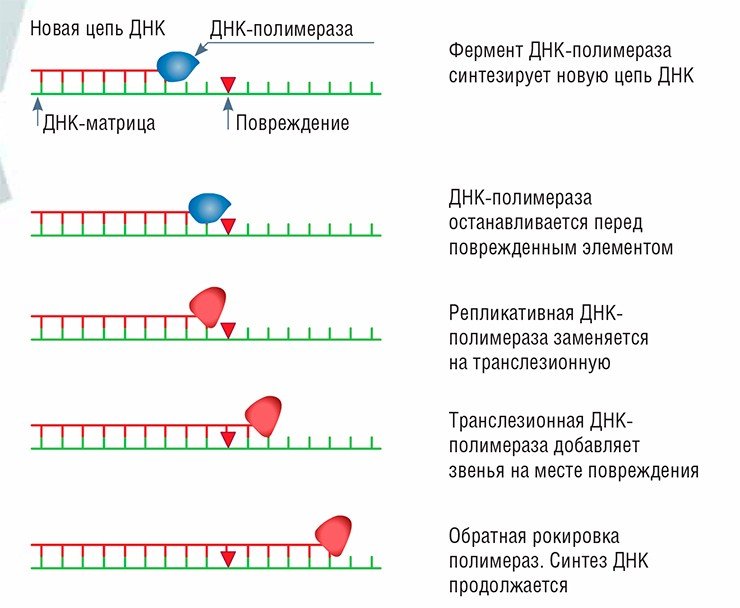 Транслезионный синтез не удаляет повреждение в ДНК, но дает возможность продолжить копирование ДНК. При этом остается возможность для появления мутации в будущем Транслезионный синтез не удаляет повреждение в ДНК, но дает возможность продолжить копирование ДНК. При этом остается возможность для появления мутации в будущем