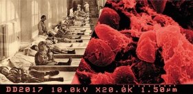 Чума и блохи - разгадка в древней ДНК