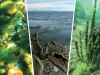 Ecological Crisis on Lake Baikal: Diagnosed by Scientists Ecological Crisis on Lake Baikal: Diagnosed by Scientists