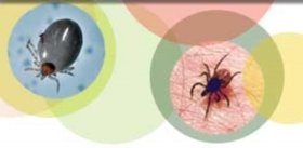 Tick-Borne Borreliosis: A Life-Long Disease?