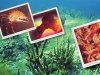 «Пресноводная Австралия» Сибири