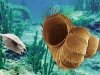 Эти моллюски живут только в Байкале