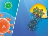 Influenza Virus Ion Shield