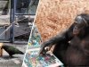 Интеллект животных: от индивидуума до социума