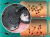 Постгеномная эра. Криоархивирование на примере куницеобразных Постгеномная эра. Криоархивирование на примере куницеобразных