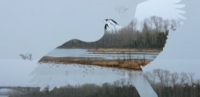 Черный коршун, что ты вьешься?..