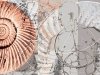 Сложность как мерило эволюционного прогресса Сложность как мерило эволюционного прогресса
