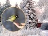 Храните зеленое дерево в своем сердце Храните зеленое дерево в своем сердце