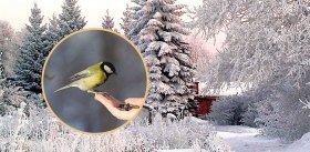 Храните зеленое дерево в своем сердце