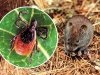 Восьминогие вампиры Восьминогие вампиры