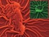 Не бывает розы без шипов Не бывает розы без шипов