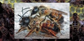 Альтруизм или эгоизм? Материнские и отцовские гены вступают в конфликт