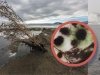 Экологический кризис на Байкале: новый эпизод Экологический кризис на Байкале: новый эпизод