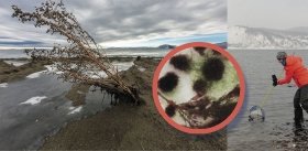 Экологический кризис на Байкале: новый эпизод