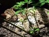 Сколько раз одомашнивали кошек?