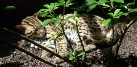 Сколько раз одомашнивали кошек?