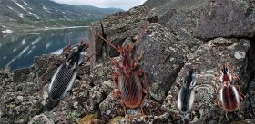 Сибирский Сад камней