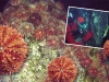 Sea Urchin Caviar Sea Urchin Caviar