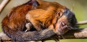 Гены циркадных ритмов: связь между сном и настроением