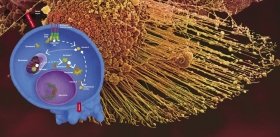 Apoptosis: A Contract-Style Suicide