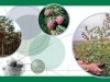 Флора Сибири - для российской фармацевтики