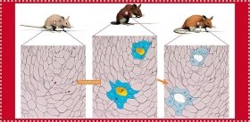 Можно ли отменить старение?