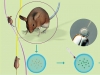 The Postgenomic Era. Creation of Transgenic Animals The Postgenomic Era. Creation of Transgenic Animals