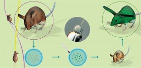 The Postgenomic Era. Creation of Transgenic Animals