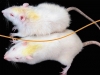 The Postgenomic Era. Breeding for Accelerated Senescence