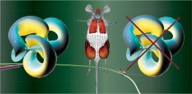 The Postgenomic Era. Genetic Knockout