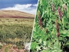 Sweet Scythian Root