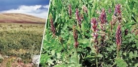 Sweet Scythian Root