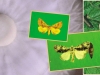 Medicinal "Herb That Eats Caterpillars" Medicinal "Herb That Eats Caterpillars"