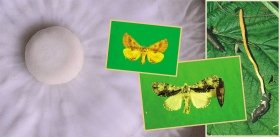 Medicinal "Herb That Eats Caterpillars"