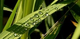 Растения все чувствуют