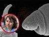Чем дышат байкальские черви? Чем дышат байкальские черви?