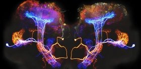 «Медленные» нейроны: тише едешь, дальше будешь 