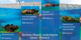 Жир в клетках печени байкальских бычков не мешает им жить