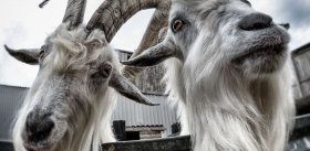 Коза – друг человека?