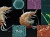 Есть такая профессия – метан окислять Есть такая профессия – метан окислять