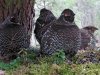 «Ноев ковчег» для дикуши «Ноев ковчег» для дикуши