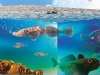The Fish of Lake Baikal Against Atherosclerosis#On a New Experimental Object for Medicine The Fish of Lake Baikal Against Atherosclerosis#On a New Experimental Object for Medicine