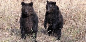 Самый русский зверь