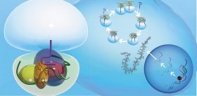 The Ribosome: A Minifactory for Protein Production