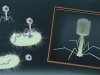 Bacteriophages: 100 years in the service of mankind Bacteriophages: 100 years in the service of mankind